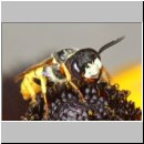 Philanthus triangulum - Bienenwolf w26a.jpg